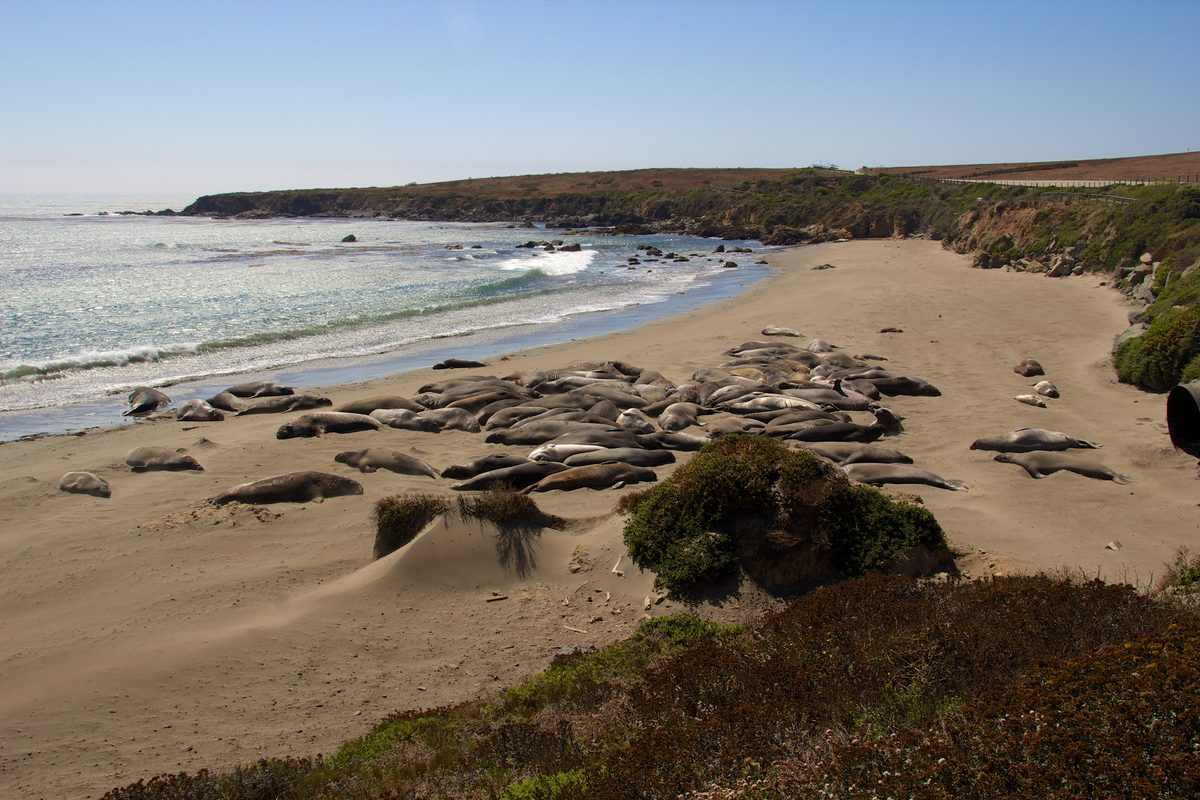 Dozens of northern elephant seals resting on a sandy beach at Piedras Blancas beside Highway 1