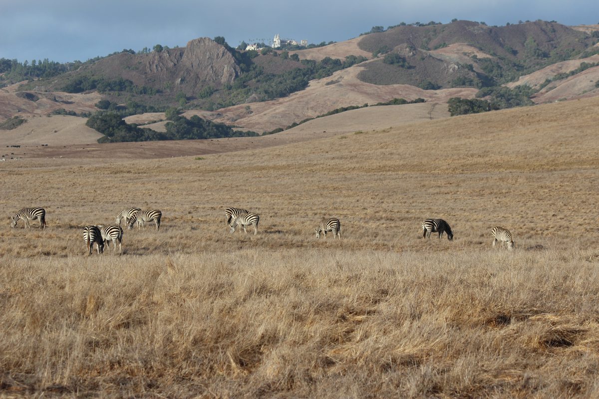 Zebras grazing in a dry pasture on the Hearst Ranch with Hearst Castle visible on the hilltop behind them
