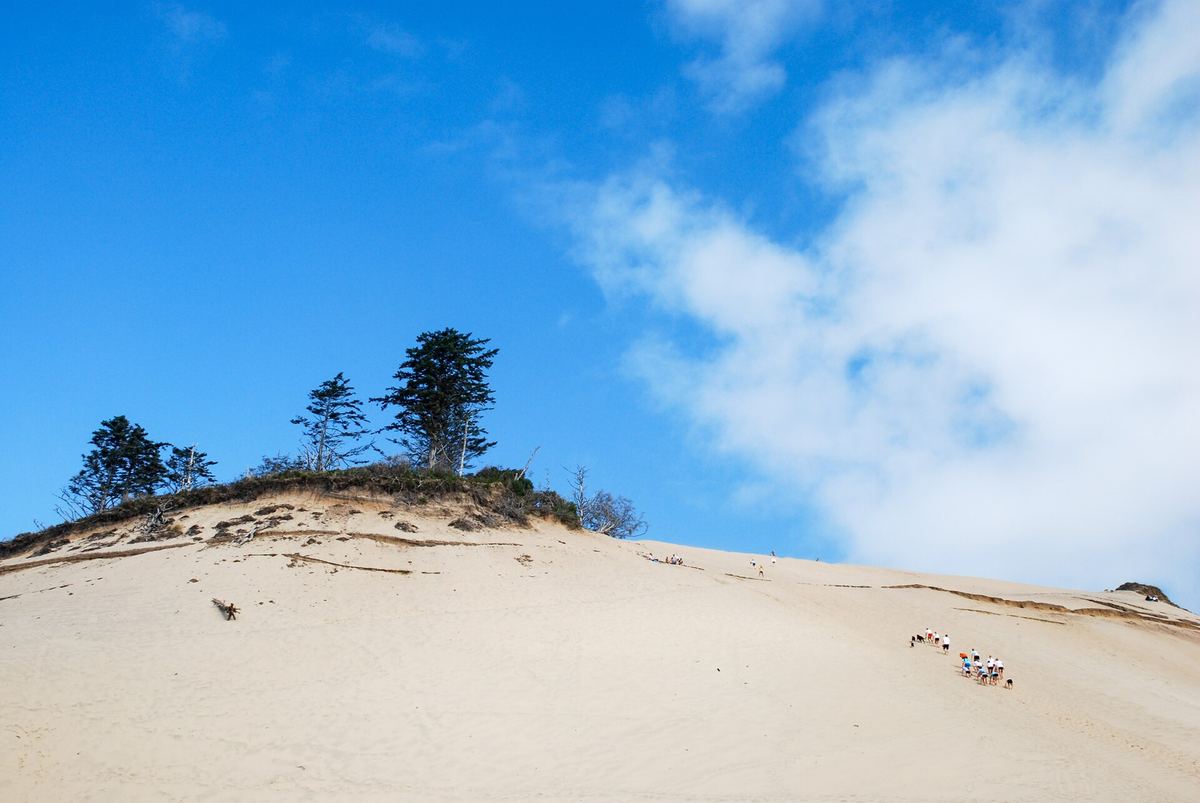 Pale sand dune rising toward a line of wind-bent trees at Cape Kiwanda near Pacific City