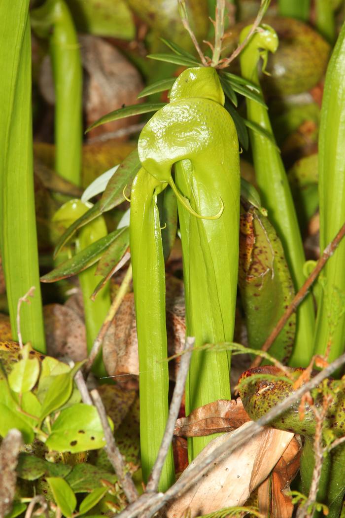 Hooded green cobra lily pitchers, Darlingtonia californica, growing near Florence, Oregon