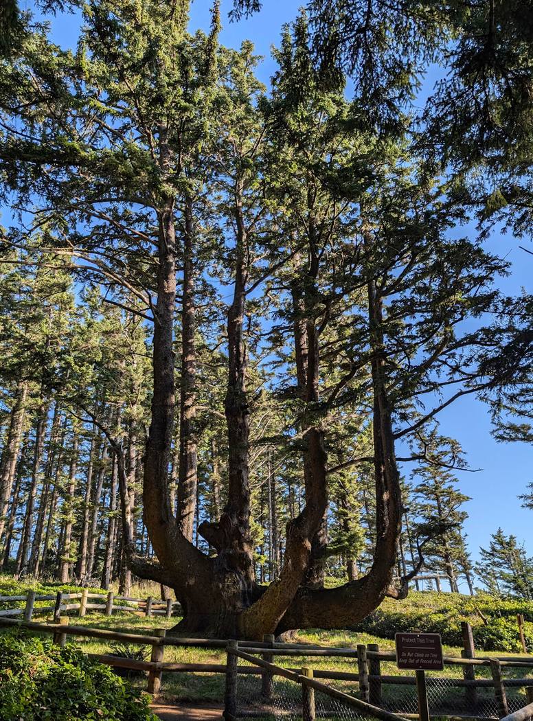 The Octopus Tree at Cape Meares, a Sitka spruce whose thick limbs curve out from a broad base and rise like candelabra arms