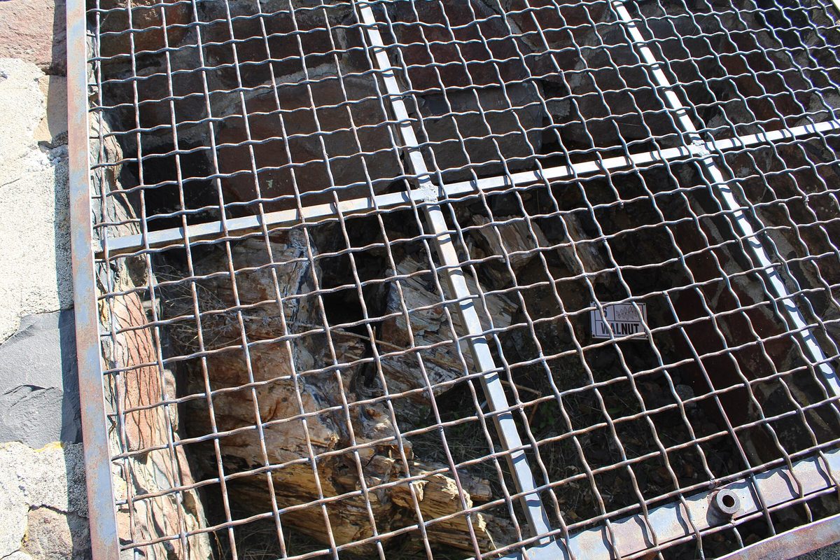A petrified walnut log lying in the ground under a protective metal grate on the Trees of Stone Interpretive Trail