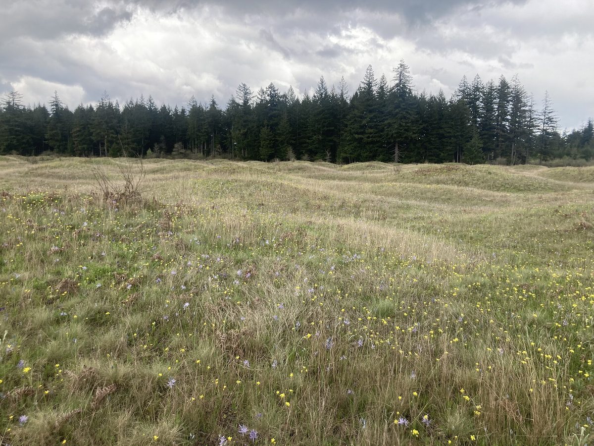 Rolling grassy mounds dotted with yellow and purple wildflowers at Mima Mounds, under a cloudy sky