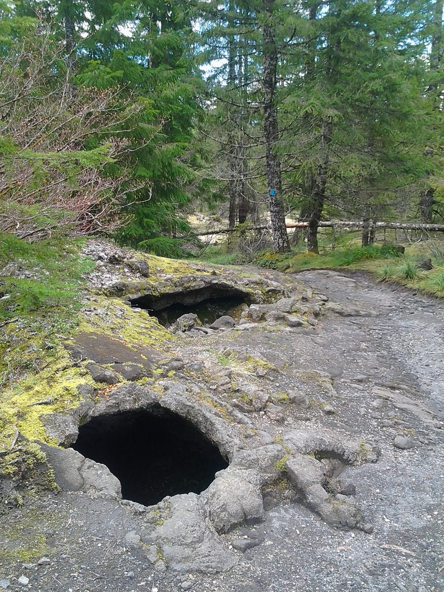 Round hollow tree molds in mossy lava beside the Trail of Two Forests boardwalk, with fir trees behind